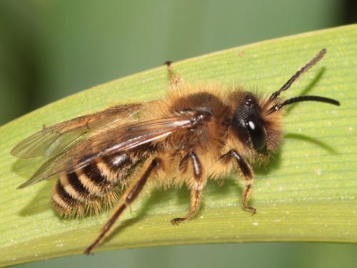 Andrena flavipes